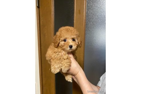 成約済の兵庫県のティーカッププードル-343160の4枚目